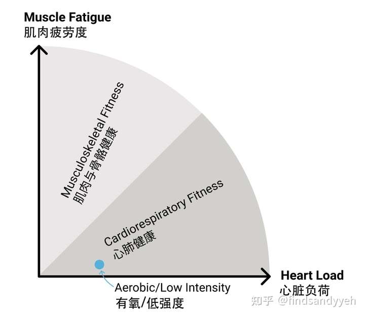 肌肉力量与骨骼健康的深度关联，探讨其关系与理解的重要性