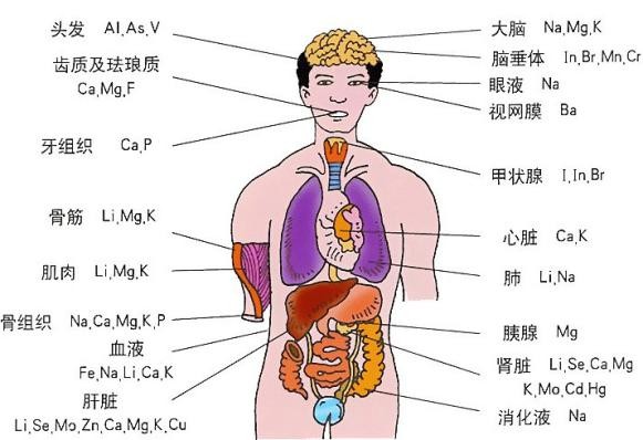 适量蛋白质对身体恢复的关键作用