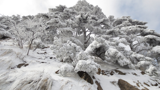 河南景区回应用假雪重塑信任，透明操作重塑公众信任度