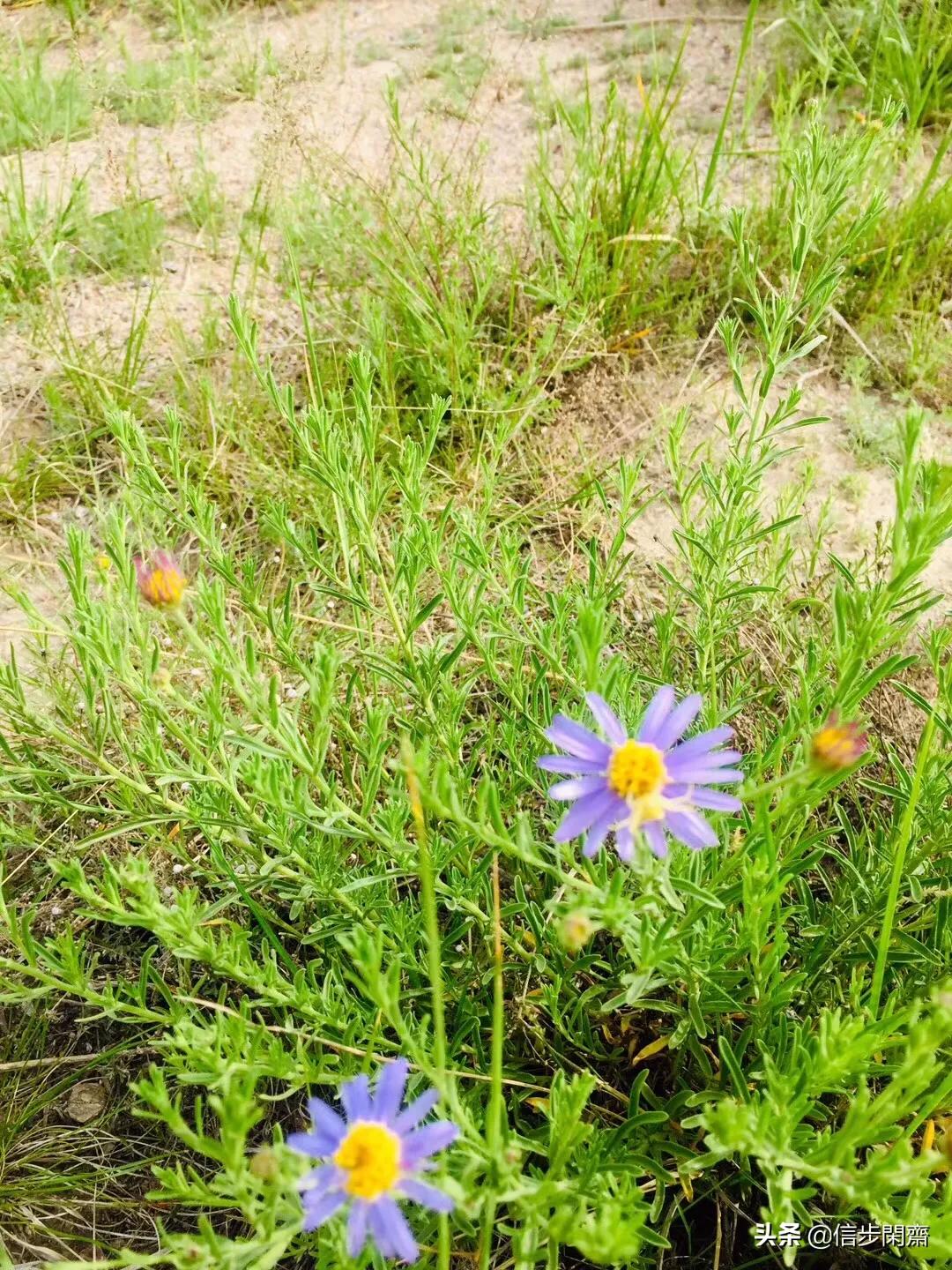 自然的魅力与人生启示，路边野花的启示与芬芳的领悟