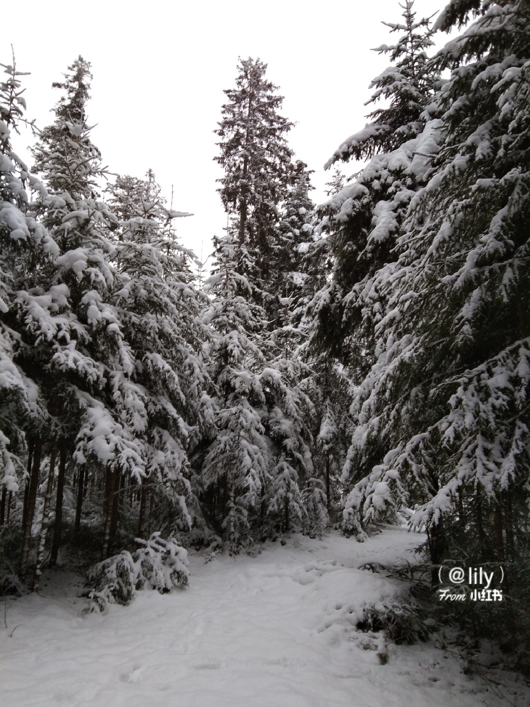 白雪皑皑森林，静谧世界的暂停