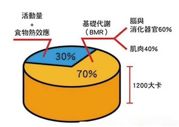 调整饮食策略，减少内脏脂肪堆积