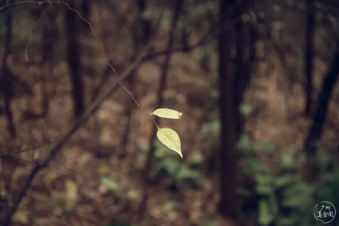 雨中绿树的生机映照