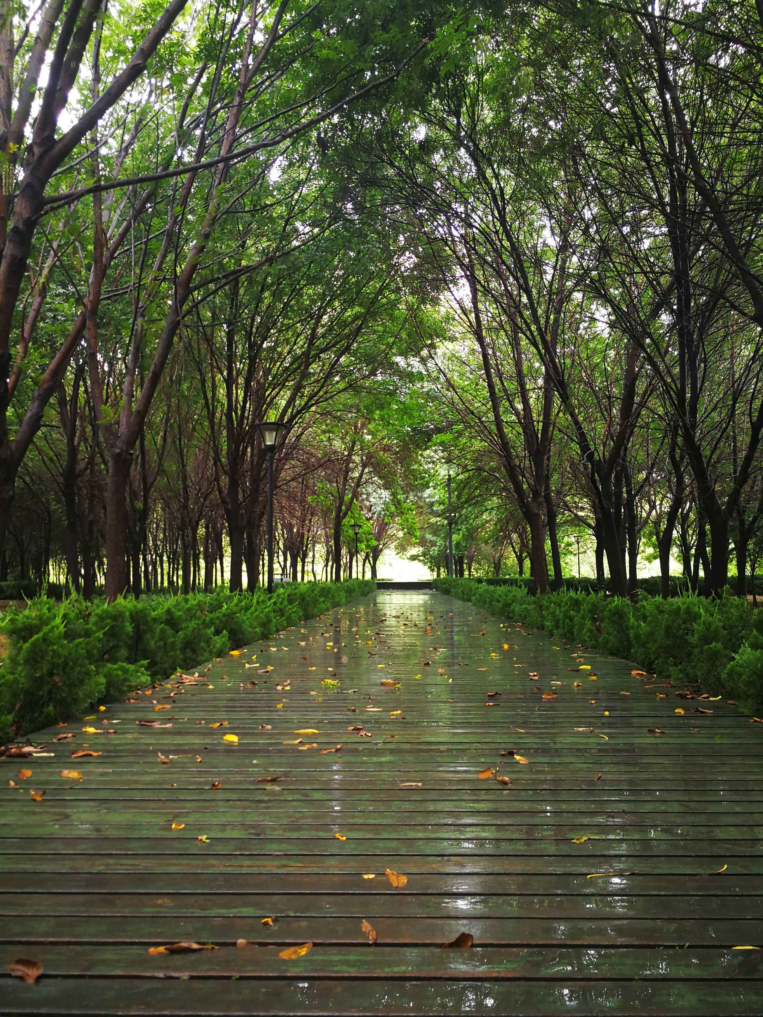 雨后的诗意交织，清新空气与湿润地面的美丽邂逅