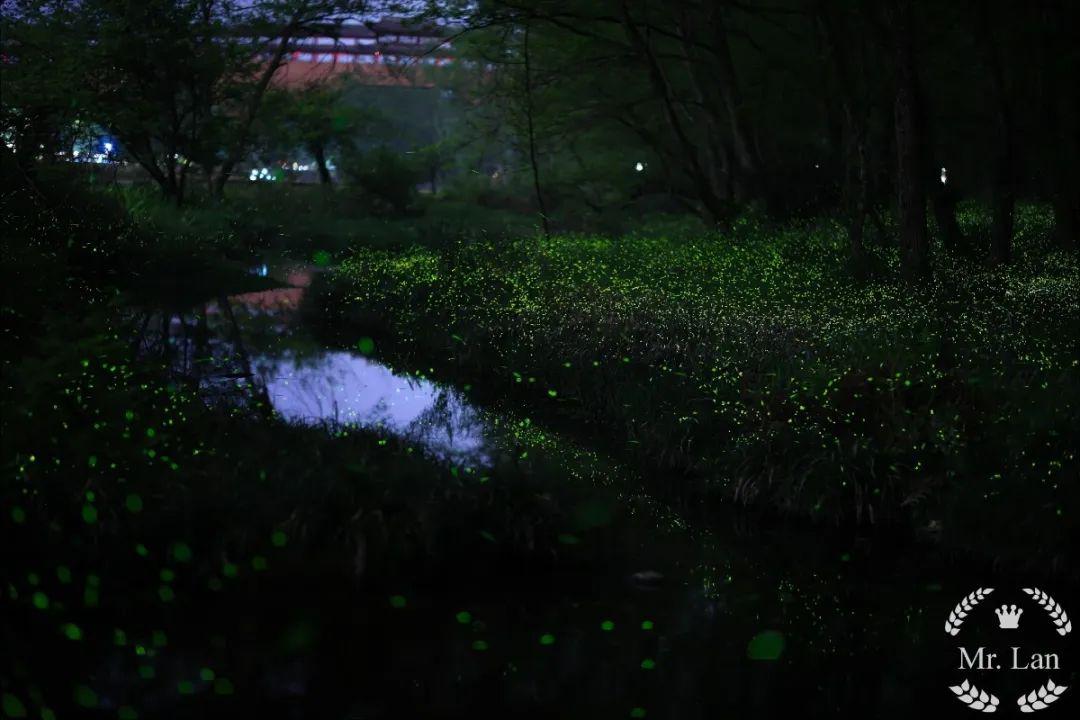 夜晚萤火虫之舞，草丛中的星光秘密