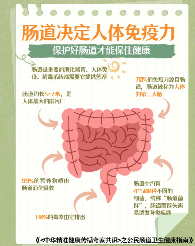 免疫系统与肠道健康的奥秘探索