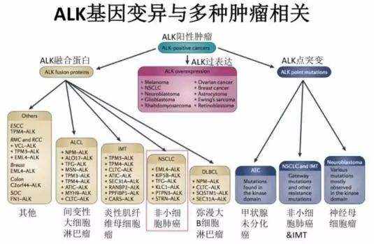 基因突变与癌症发生的科学探索