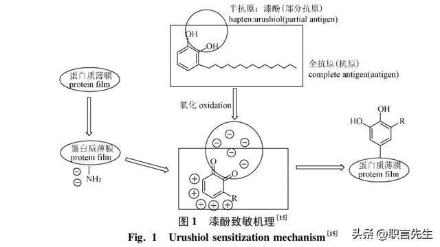 人体免疫系统自我修复与保养策略探讨