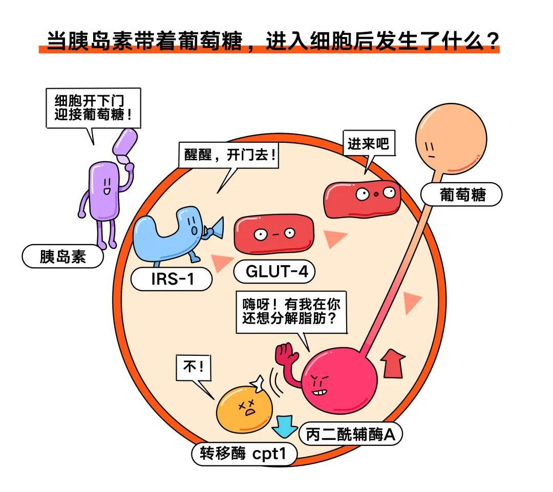 不同食物对血脂的影响，合理膳食选择与深入了解之道