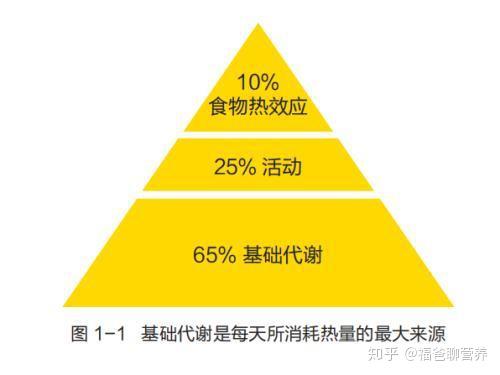 深夜进食对代谢的负面影响探讨