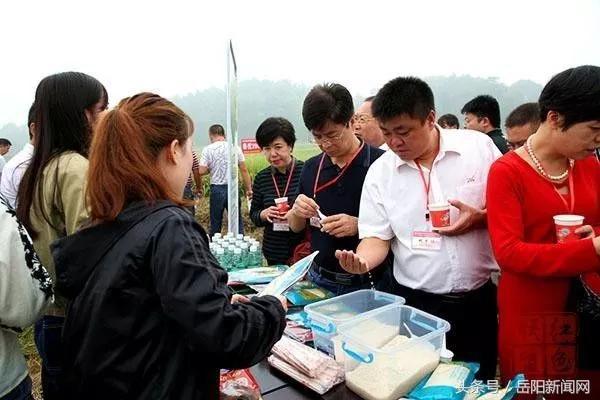 探寻千年米饭之旅，田间至锅中的风味演变