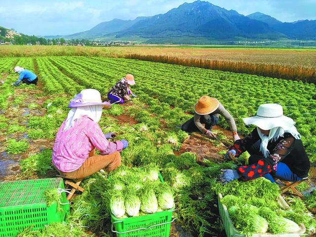 农田采摘之旅，亲历食材从田野到餐桌的独特转变