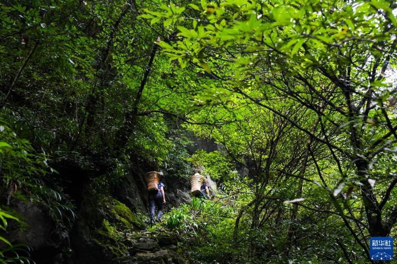 探访世界顶级自然保护区，守护野生动植物的使命之旅