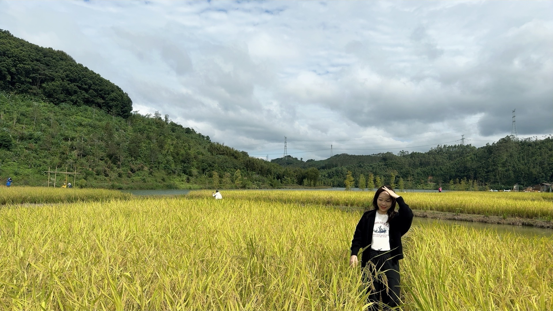 田野音乐的诗篇，风拂稻香传沙沙声