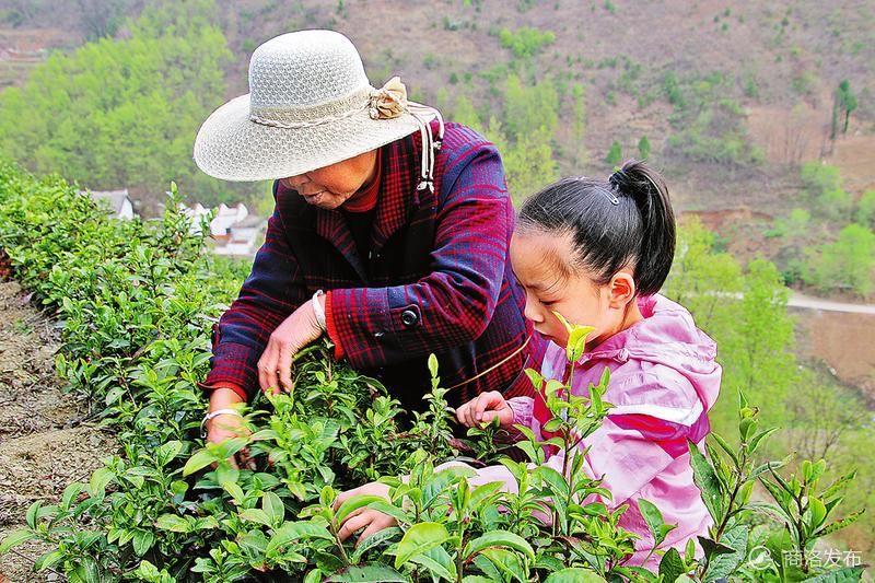 清晨山间薄雾弥漫的诗意画卷