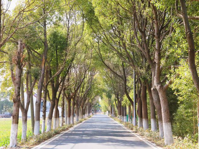 乡间古道上的岁月回忆漫步之旅