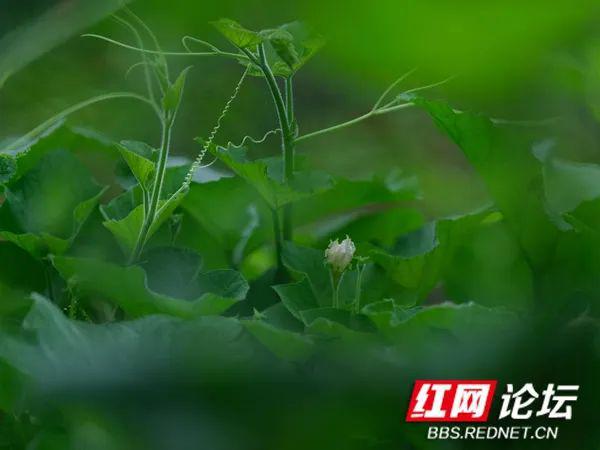 雨后的森林交响曲，清新空气与生命的复苏之旅