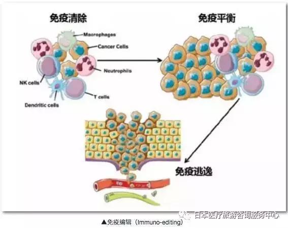 微量元素对免疫系统的重要支持作用