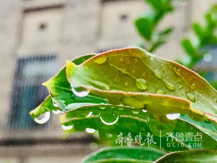 夏日雨后阳光与树叶水珠的交响曲，一场视觉盛宴