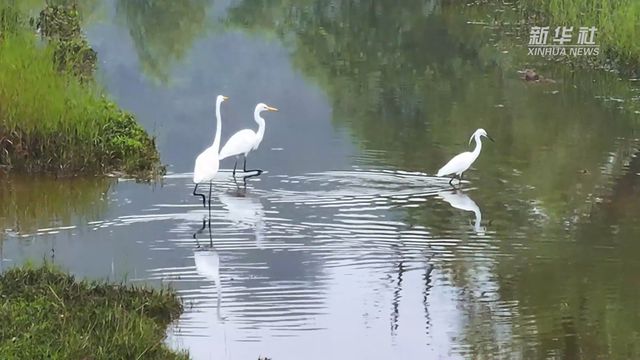 夏日午后河流上的舞蹈者，水鸟的宁静漂浮时光