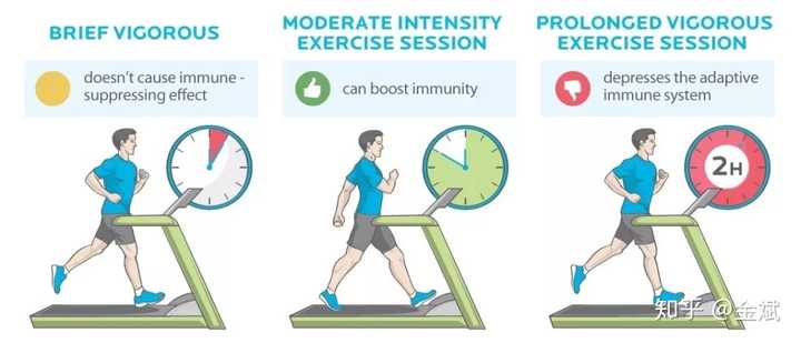 规律锻炼与免疫力增强的紧密关联