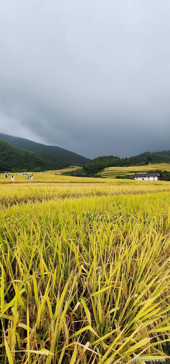 秋日田野，稻谷丰收的黄澄澄画卷