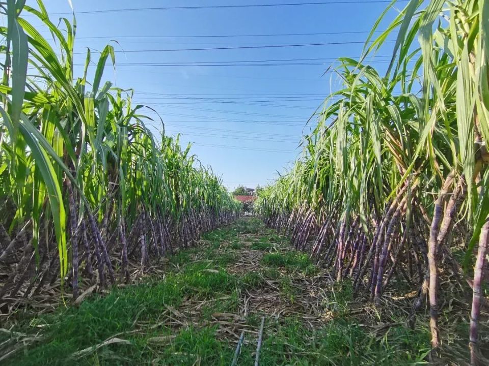 深秋的田园，果实丰收之韵，清新空气的魅力