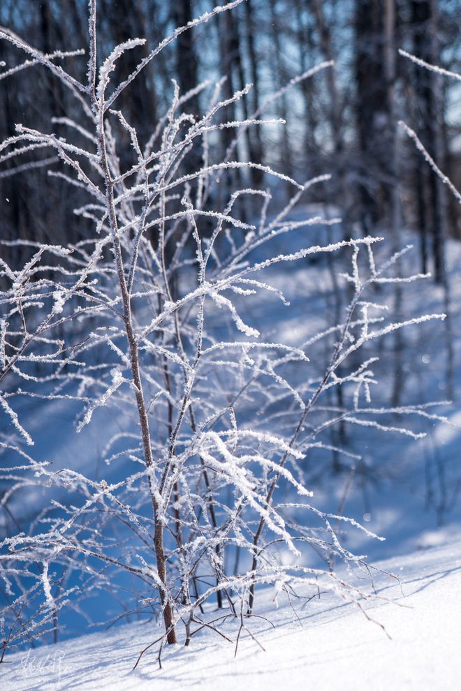 冬季雪地奇迹，阳光下的奇迹时刻