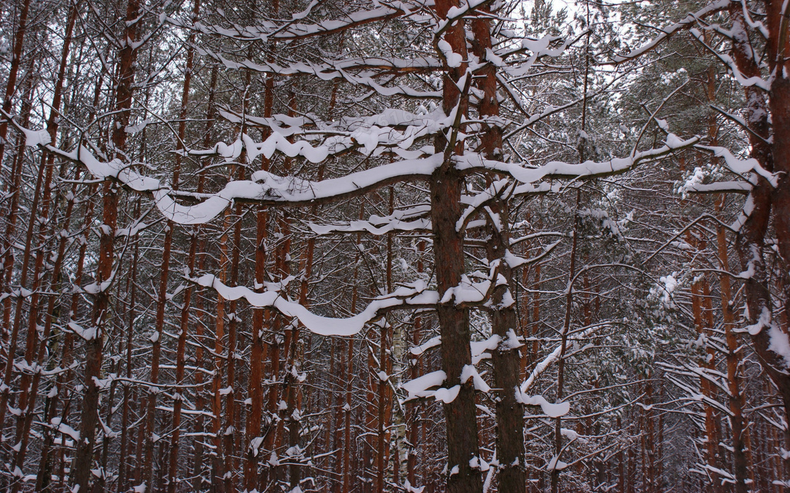 深冬山林雪景，雪中树木的银装之美