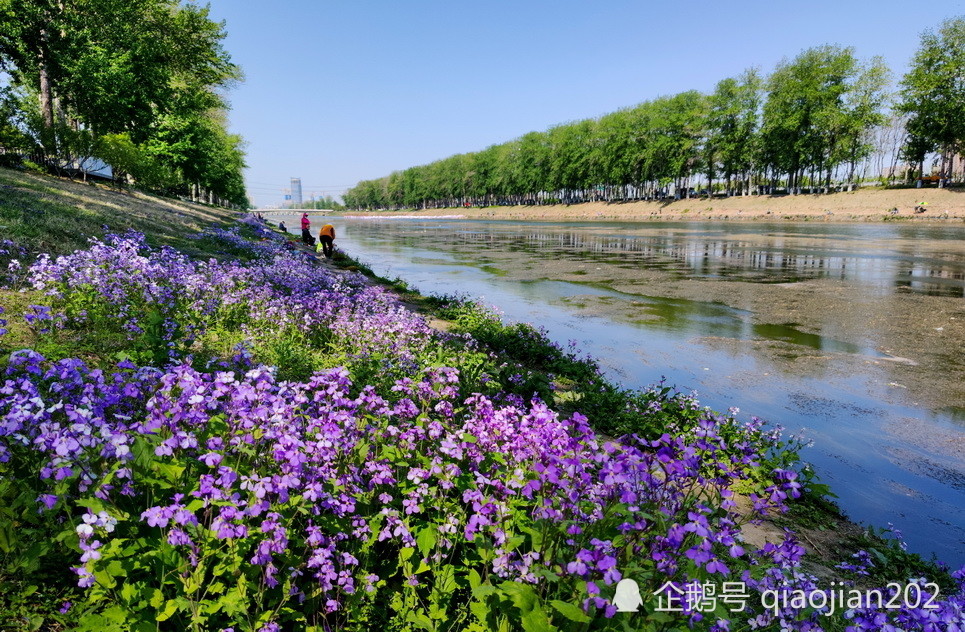 春风轻舞，河畔诗意画卷绽放花诗之美