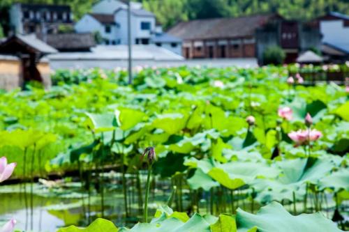 乡村文化保护与地方经济发展结合，双赢策略探讨