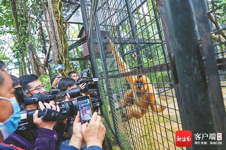 野生动物追踪项目成果显著，濒危物种保护展现显著成效