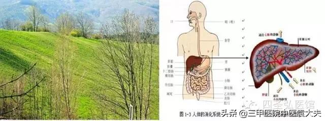 中医阴阳五行理论在养生中的实践应用