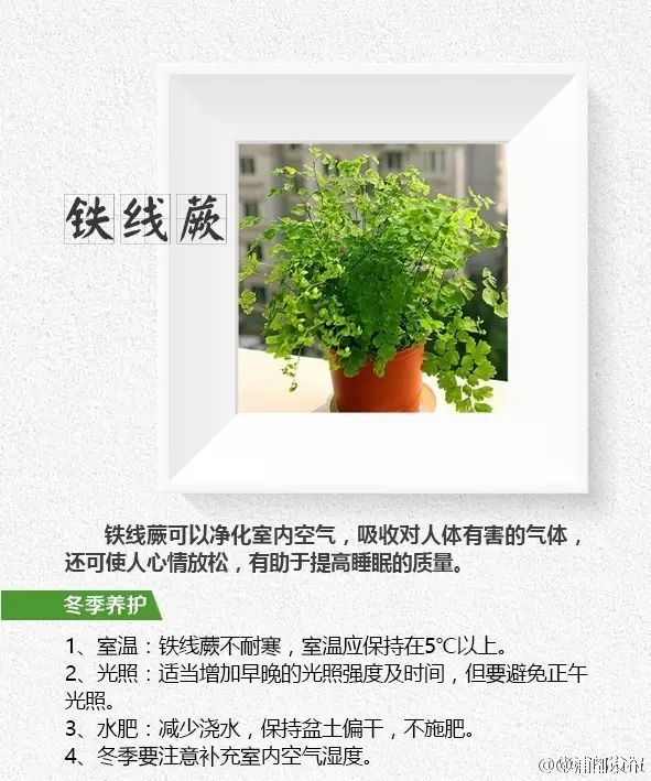 家庭绿植种植，净化空气，美化生活