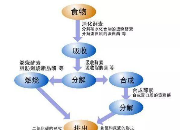 养生食谱，助力新陈代谢提升秘籍