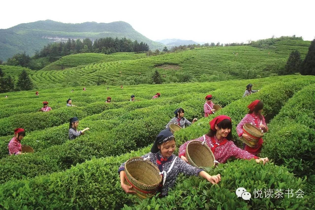 茶香乡愁与地域风俗，窥探地域文化的独特韵味